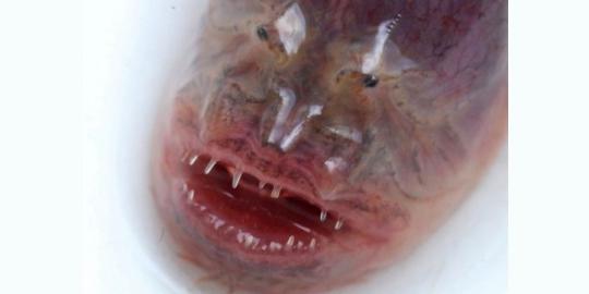 Belut langka berwajah mirip alien ditemukan di China
