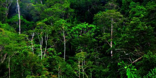 Peningkatan suhu bumi akan ubah struktur ekosistem hutan hujan