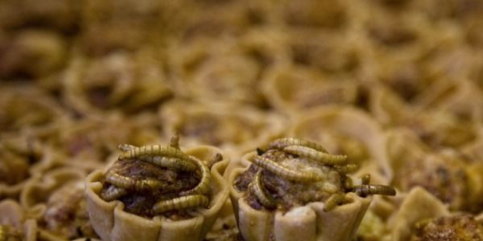 6 makanan menjijikkan yang dianggap menyehatkan