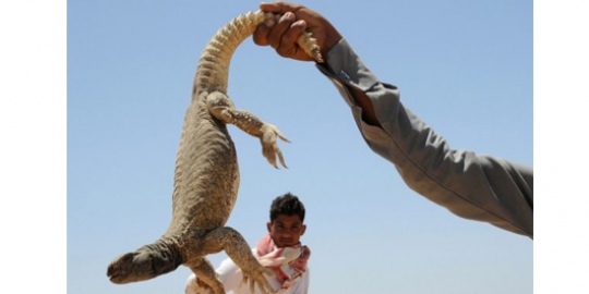 6 makanan menjijikkan yang dianggap menyehatkan