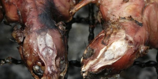 6 makanan menjijikkan yang dianggap menyehatkan