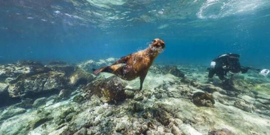 Mengintip keindahan pulau Galapagos lewat Street View