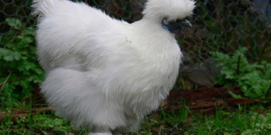 Unik, ayam ini daging dan tulangnya berwarna hitam!