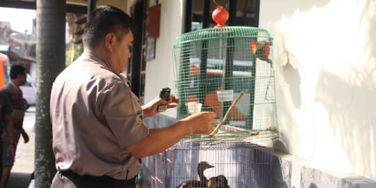 19 Jenis hewan lindung dijual bebas di Pasar Muntilan Magelang