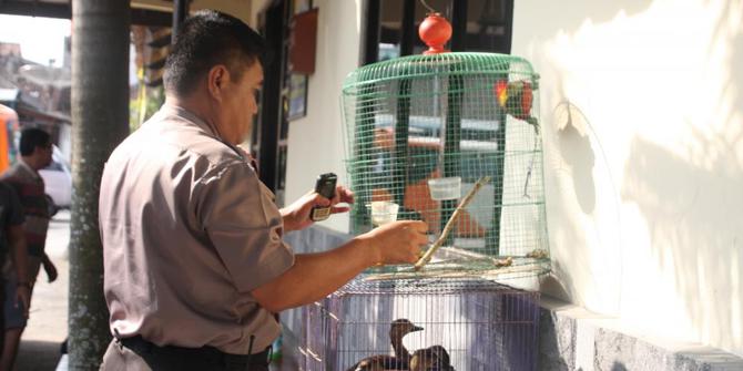 19 Jenis Hewan Lindung Dijual Bebas Di Pasar Muntilan Magelang