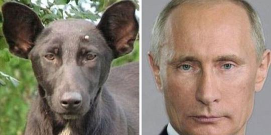 Anjing ini diyakini berwajah mirip Putin