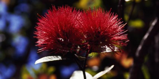 bunga red lehua