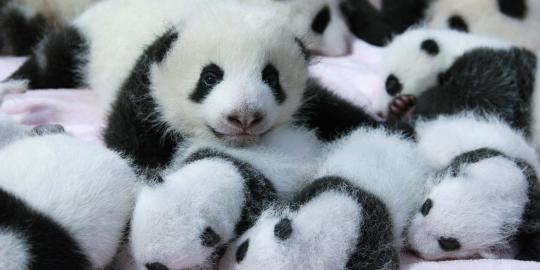 Lucunya bayi panda di Pusat Penangkaran Chengdu