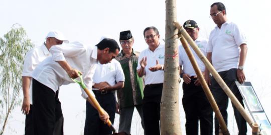 Jokowi tanam ratusan pohon setinggi 5 meter di Waduk Ria Rio