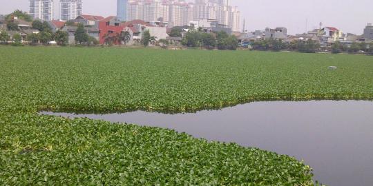 Ini Waduk Tomang Barat selanjutnya yang mau dinormalisasi Jokowi