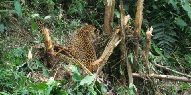 73 Gambar Babi Hutan Jawa Terbaik 73 Gambar Babi Hutan Jawa Terbaik