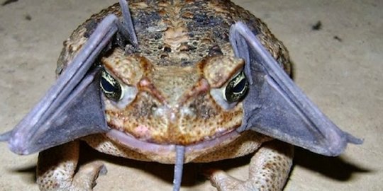 katak ini menggemparkan warga peru rev2