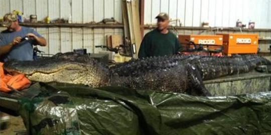 Monster aligator berukuran 4,3 meter berhasil ditangkap