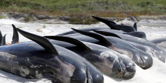 mendamparkan diri di selandia baru rev1