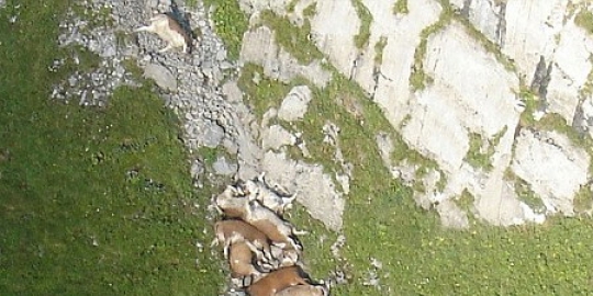 banteng di swiss bunuh diri sebab ketakutan petir rev1