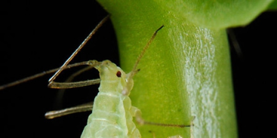 diri melindungi keluarganya rev1