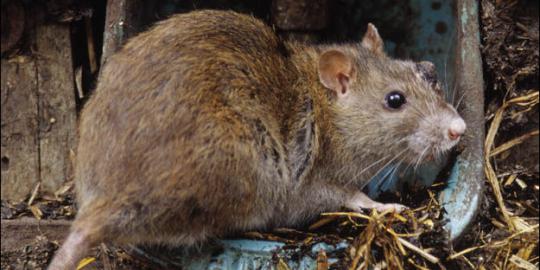 Petani China tangkap tikus raksasa seberat lima kilogram