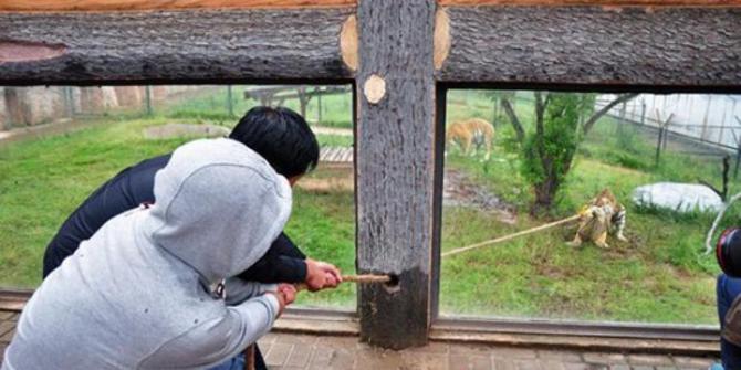 Kebun binatang ini ajak turis tarik tambang dengan harimau 