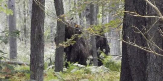 Pria ini memotret sepasang Bigfoot di hutan Amerika