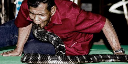 Seorang pawang ular dipatuk setelah coba cium ular cobra