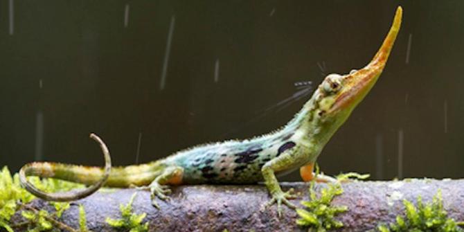 Diduga Punah 50 Tahun Lalu Kadal Pinokio Ini Muncul Di Ekuador