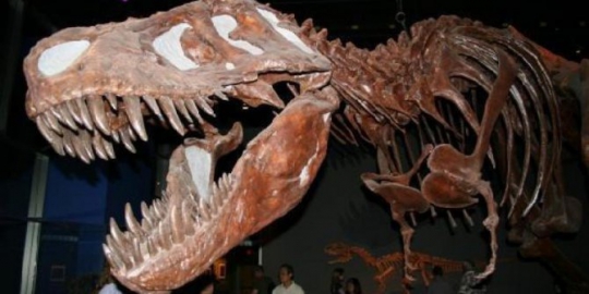 6 fosil dinosaurus yang pernah ditemukan