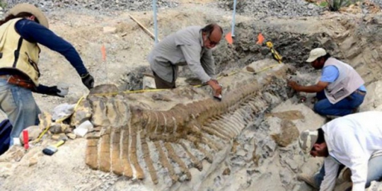 6 fosil dinosaurus yang pernah ditemukan