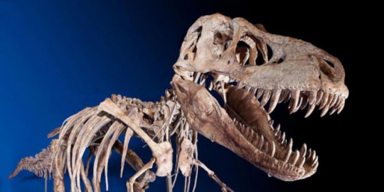 6 fosil dinosaurus yang pernah ditemukan
