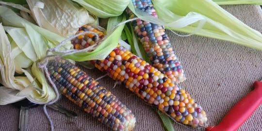 Wow, biji jagung ini punya beraneka warna!