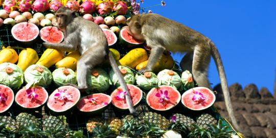 Yuk, saksikan serunya Festival Monyet Lopburi di Thailand!