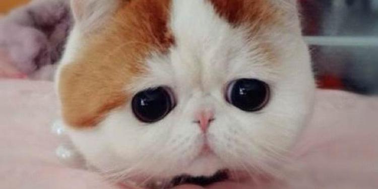Snoopybabe Kucing Imut Yang Hebohkan Warga China Merdekacom