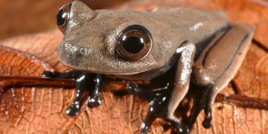 Kakao, spesies katak baru yang ditemukan di Suriname