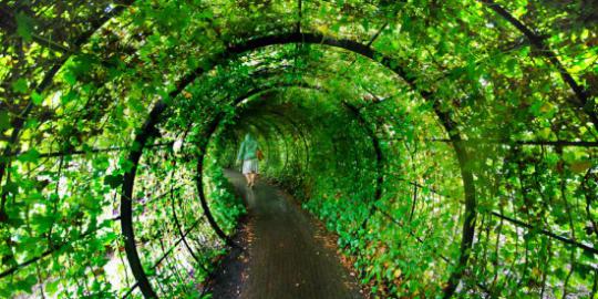 Alnwick, taman penuh tanaman beracun yang mematikan