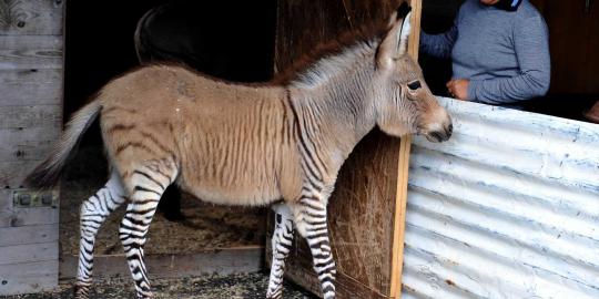 Lucunya Ippo, bayi persilangan zebra dan keledai