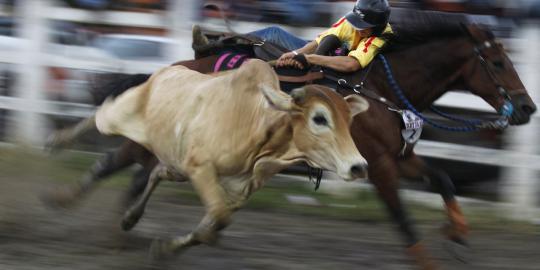 Aksi menegangkan koboi tangkap banteng di Festival Coleo