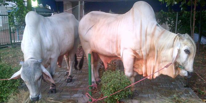 SBY kurban sapi seberat 1 ton lebih  merdeka.com