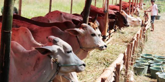 Ekonomi tak stabil, jumlah sumbangan hewan kurban berkurang