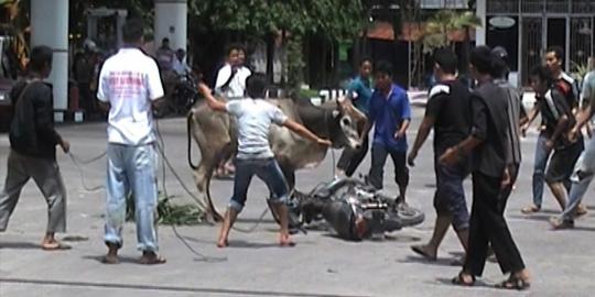 Mau disembelih, sapi ngamuk seruduk sepeda motor di SPBU