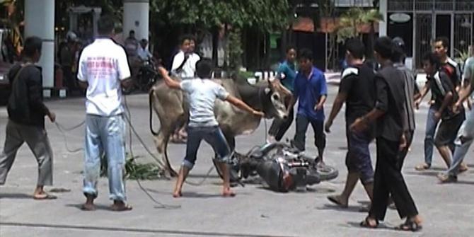 Mau disembelih, sapi ngamuk seruduk sepeda motor di SPBU | merdeka.com