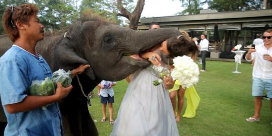 [Video] Aw, ciuman pertama pengantin ini 'dicuri' oleh gajah!