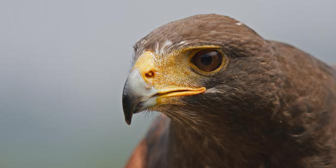 27 Paling Baru Mata Burung Elang 