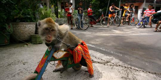 Jokowi mau beli topeng monyet dan dilepas di Ragunan