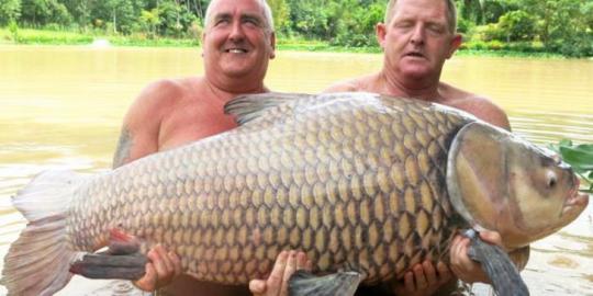 Pria ini berhasil menangkap ikan mas terbesar di dunia