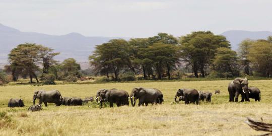 Menengok kehidupan kawanan gajah di kaki Gunung Kilimanjaro
