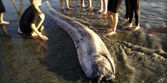 Ular laut monster ditemukan terdampar di pantai California