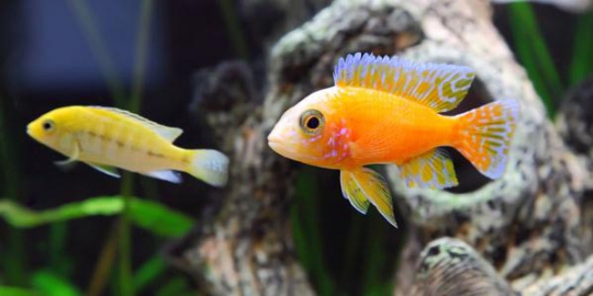 5 produk indonesia yang mampu kalahkan china