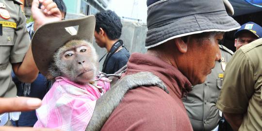 Dinas Peternakan DKI gelar razia pengamen topeng monyet
