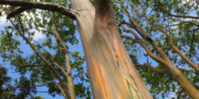 Pohon ekaliptus emas tumbuh di Australia  merdeka.com