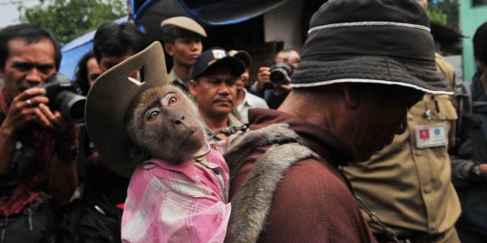 Monyet-monyet di DKI dirazia, Jokowi beri pengganti Rp 1 juta