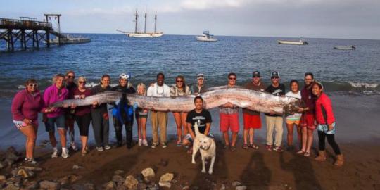 Monster ikan oarfish, peramal gempa dari bawah laut